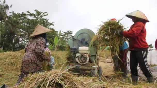 Rijst bij het oogsten van het proces. Balinese landarbeiders werken bij Rice Paddy Field. Traditionele Aziatische landbouw. 4 k. 25 Dec 2018 - Bali, Indonesië. — Stockvideo