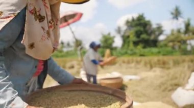 Pirinç hasat işlemi. Bali dili çiftlik amele Sifts ve pirinç sahasında atar. Geleneksel Asya tarım. 4 k Slowmotion görüntüleri. Bali, Endonezya.