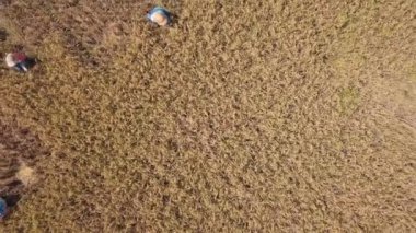 Bali dili sahasında pirinç kulak kesme işçiler çiftlik. 4 k anteni: pirinç hasat işlemi. Geleneksel Asya tarım. Bali, Endonezya.