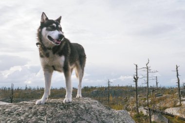 Trekking yolundaki bir dağ tepe üzerinde duran mutlu Husky köpek.