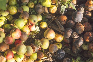 Sonbahar organik meyve hasat. Çok çürük yeşil, sarı ve kırmızı elma