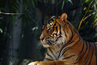 Güçlü bir Bengal kaplanı (Panthera tigris tigris) bambu arka planında dinleniyor.                              