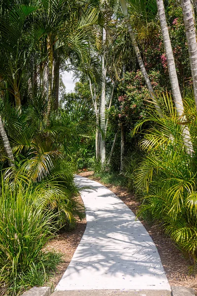 Изогнутая Садовая Дорожка Выложенная Пальмами Тропической Растительностью Приглашает Прогуляться Ней — стоковое фото