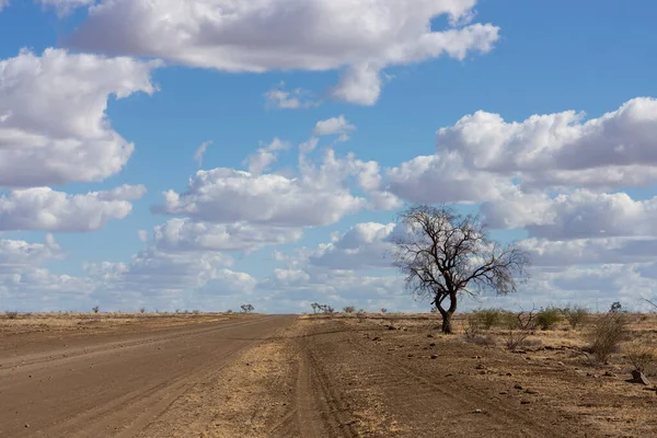 Longreach, Queensland, Avustralya yakınlarındaki kırsal bölgelerde kurak bir yılda kurak ağaçlarla kavrulmuş ve çıplak halde sığır yemleri bulunmuyordu..