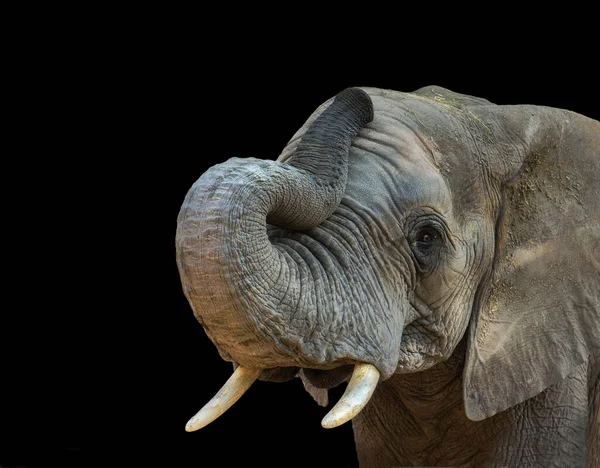 Retrato Elefante Africano Cabeça Com Tronco Levantado Isolado Fundo Preto — Fotografia de Stock