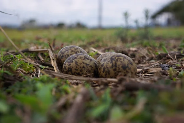 Plover (vanellus miles) or masked lapwing nest with four olive green and brown eggs. This medium sized bird is also known as a spur-winged plover.