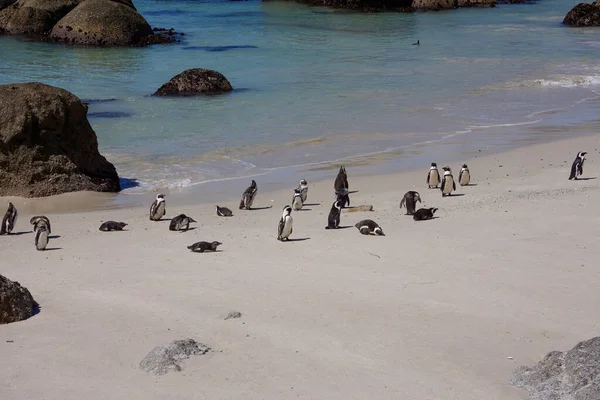 絶滅危惧種に指定されているケープペンギン アフリカペンギン は南アフリカのボルダーズビーチの白い砂の上に棲息している — ストック写真