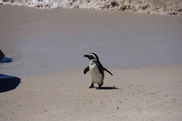 絶滅危惧種に指定されているケープペンギン アフリカペンギン 南アフリカのボルダーズビーチの白い砂の上の水から出現し コピースペースを持つ — ストック写真
