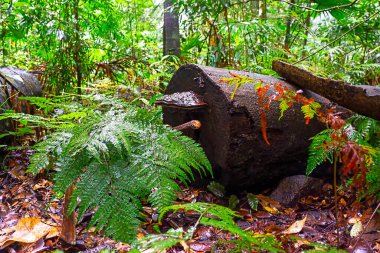 Yağmur sonrası tropikal yağmur ormanlarının canlı renkleri Kuzey Queensland, Avustralya 'daki renk ve dokuların yoğunluğunu ortaya çıkarır..