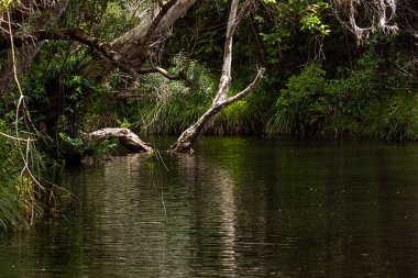 Güzel, huzurlu, gölgeli dere Byfield, Orta Queensland, Avustralya 'da ağaçlar, sazlıklar ve eğreltiotları tropikal bir çevrede..
