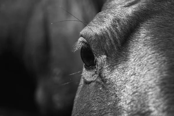 Monocromo Primer Plano Ojo Caballo Con Espacio Copia Negativa Listo —  Fotos de Stock