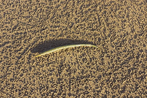 澳大利亚昆士兰州北部热带地区 一种被潮水冲刷过的红树林种子 生长在沙滩上 长满了由沙泡蟹制成的圆球 — 图库照片