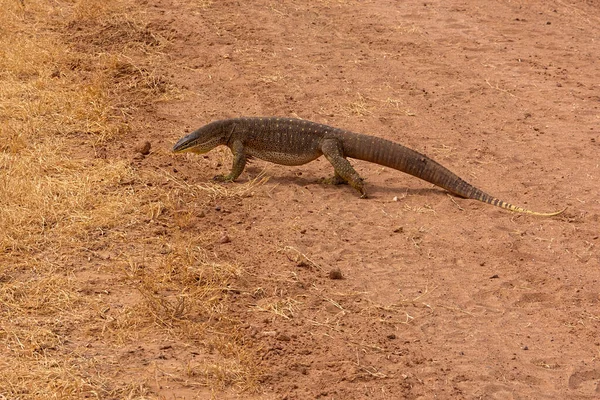 A carnivorous monitor lizard of the varanus species this large Australian goanna, crossing a dusty unsealed road in outback Queensland, Australia is currently in the process of shedding its skin.