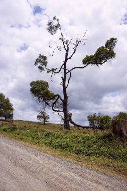 Bulutlu bir gökyüzüne karşı mühürsüz çakıl yolu tarafından yıldırım çarpmış bir ağaç. Hayatta kalmak için mücadele ediyor..                             