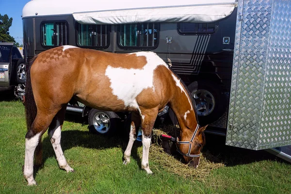 Brun Och Vit Häst Äter Höstack Medan Den Bunden Till — Stockfoto