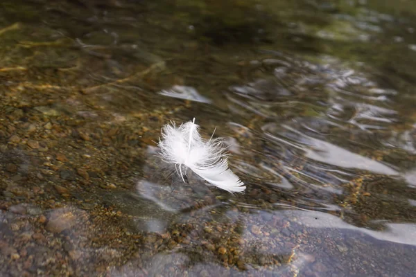 在小岩石和砾石上漂浮在流动的水流上的白色羽毛 有负复制空间 — 图库照片