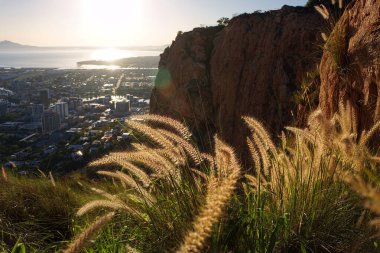 Queensland Avustralya, Townsville 'e tepeden bakan Castle Hill uçurumlarından gün doğumu manzarası ön planda tilki kuyruğu otlarıyla.                               