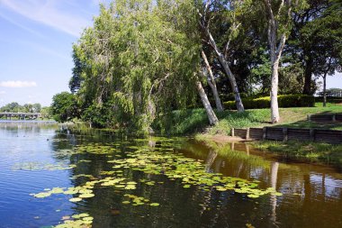 Avustralya, Queensland, Townsville 'deki Ross Nehri kıyısında Melaleuca ağaçları olarak da bilinir.                                                     
