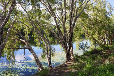 Avustralya, Queensland, Townsville 'deki Ross Nehri kıyısında Melaleuca ağaçları olarak da bilinir.                         