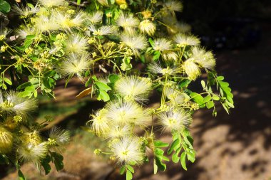 Yerli tropikal Avustralya yağmur ağacı (albizia lebbeck) veya güzel kokulu çiçekli ipek ağacı.                               