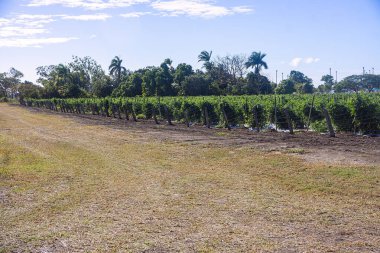 Domates solanum lycopersic asmaların ticari bir ekimi trellis üzerinde çalı kazık ve kablo onları yerde tutmak için Bowen, Kuzey Queensland.