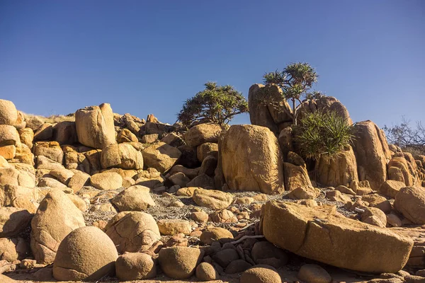 Pandanus Palmer Eller Skruvtallar Växer Bland Grupp Stora Sandsten Stenar — Stockfoto