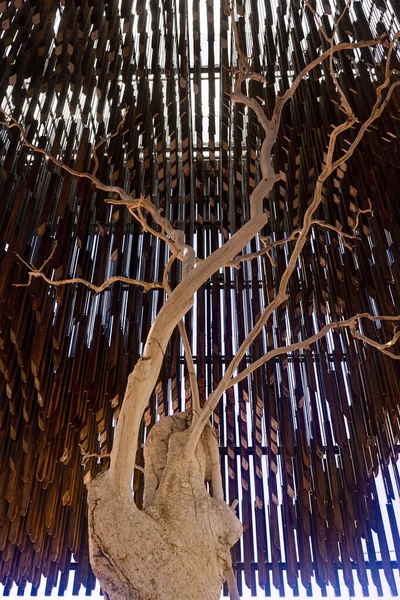 Vestiges Arbre Sous Lequel Lieu Une Réunion 1892 Pour Former — Photo