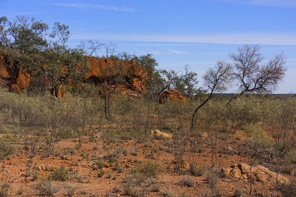 澳大利亚昆士兰州西部Aramac附近腹地干燥的红色火山灰和树胶 — 图库照片