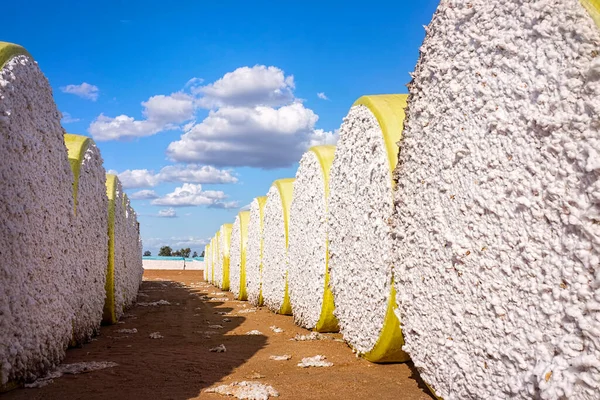 Büyük pamuk balyaları sarı plastiğe sarılı. Queensland, Emerald 'da işlenmeyi bekliyor..