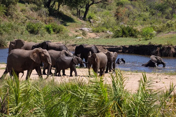 Uma Manada Elefantes Todas Idades Brincando Água Rio Sabi África — Fotografia de Stock