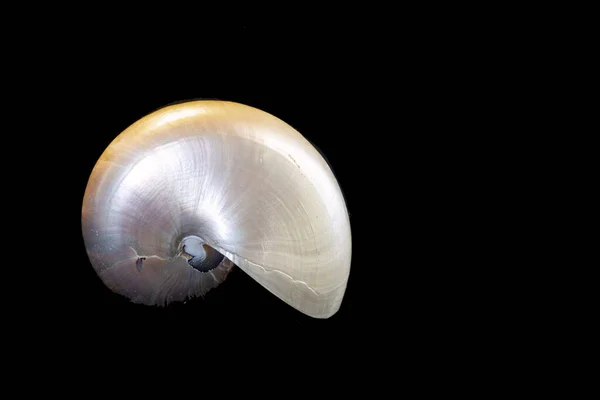 Nautilus Shell Has Had Its Outer Coating Removed Show Lovely — Stock Photo, Image