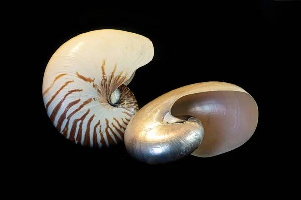 56 Pearly Nautilus Stock Photos Free Royalty Free Pearly Nautilus Images Depositphotos