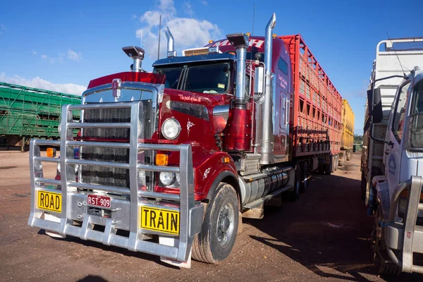 Cattle Trucks Road Trains Waiting Filled Cattle Auction Cattle Sales — Stock Photo, Image