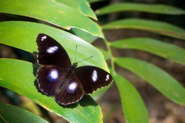 Avustralya 'da yaygın olarak görülen erkek, kelebek nymphalidae bolina yeşil bir bitkinin üzerinde oturuyor..