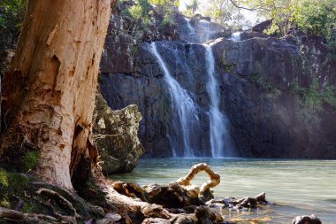 Güzel Cedar Creek Şelalesi WhitSunday 'de Airlie Sahili yakınlarında, Queensland, Avustralya, son yağmurun ardından uçurumun dibindeki sakin bir yüzme havuzuna akmakta..                                       