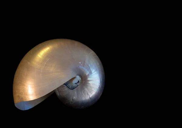 Nautilus, notilus pompillus, dış kaplaması çıkarılmış bir kabuk. Siyah bir arka planda izole edilmiş inci rengi göstermek için..