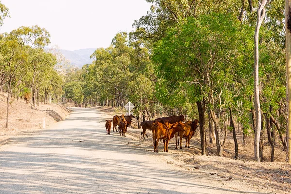 Βοοειδή Από Μάντρα Τους Επαρχιακό Δρόμο Που Προκαλεί Κυκλοφοριακό Κίνδυνο — Φωτογραφία Αρχείου