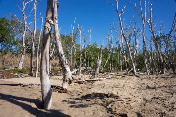 Gum trees killed by the intrusion of the salt sand dunes moving further inland from Illawong Beach at Mackay, Queensland, Australia - a natural movement of the coastline.