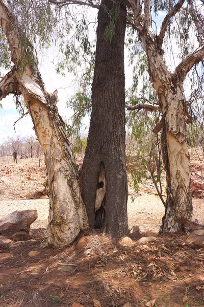 Drei Kaugummibäume Ufer Eines Trockenen Bachbettes Outback Queensland Darunter Zwei — Stockfoto