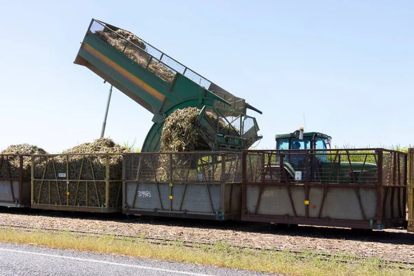 Gehakt Geoogst Suikerriet Wordt Overgebracht Bakken Die Klaar Zijn Worden — Stockfoto
