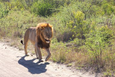 Büyük erkek aslan (panthera leo), Afrika 'daki Kruger Ulusal Parkı' nda sabah güneşinde, mühürsüz çakıl yolda yürüyor..                               