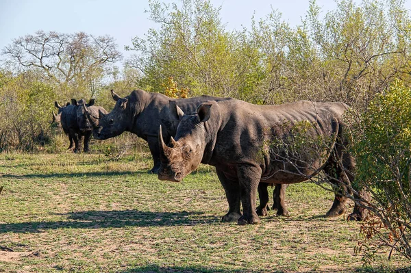 Gruppo Rinoceronti Ceratotherium Simum Nel Tardo Pomeriggio Luce Contro Cespuglio — Foto Stock