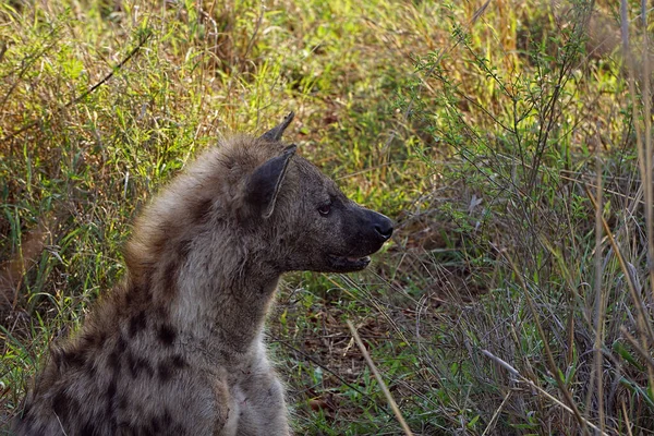 Spatřena Hyena Odpočívající Stínu Národním Parku Kruger Jižní Africa — Stock fotografie