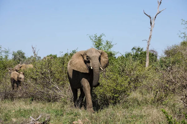 Pequena Manada Elefantes Kruger Narional Park África Sul Emergindo Mato — Fotografia de Stock