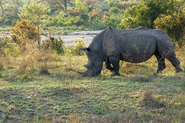 Grande Rinoceronte Branco Ceratotherium Simum Alimentando Banco Riachos Parque Nacional — Fotografia de Stock