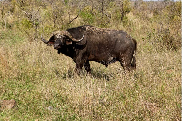 Grande Caffer Syncerus Búfalo Capa Masculina Alerta Parque Nacional Kruger — Fotografia de Stock