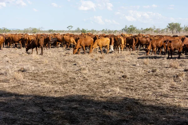 澳大利亚昆士兰州中部的一个干旱年份 一群牛正走在一条牧牛路线上觅食 — 图库照片