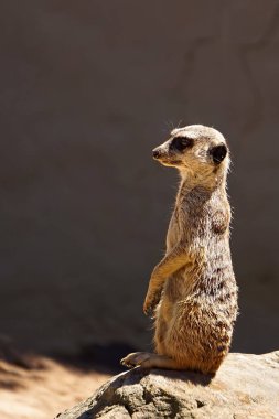 Tek bir mirket, suricata suricatta, bir kayanın üzerinde nöbet tutan taştan bir duvara karşı tehlikeyi gözlüyor..                              