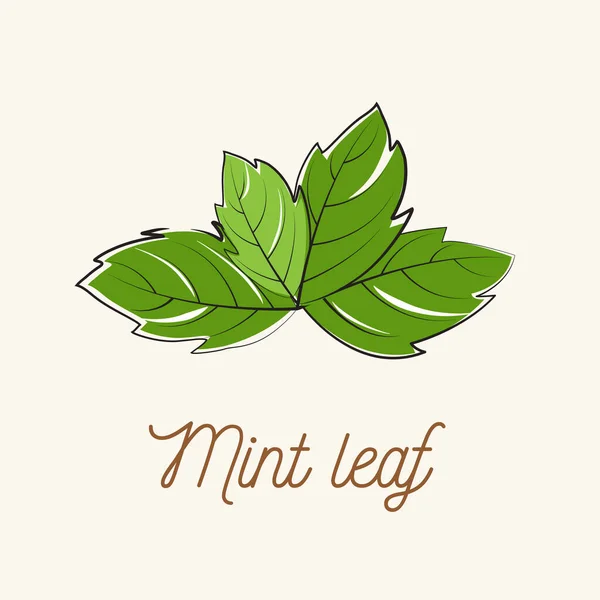 nane yaprağı bileşenleri nesne tasarımı vektör el çizimi nesneler