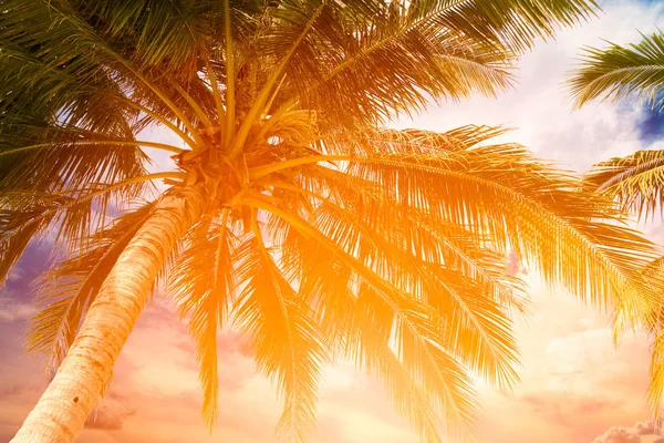 椰树和热带海滩上的天空在夏天的时候 温暖的色调 — 图库照片
